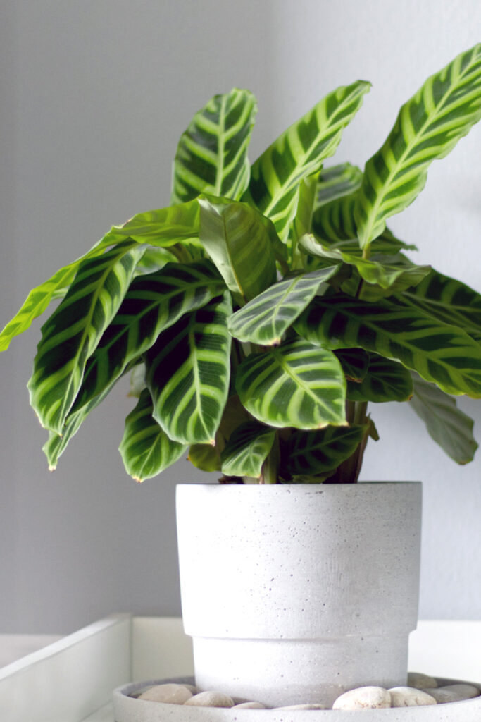 Calathea Zebrina Pflege
