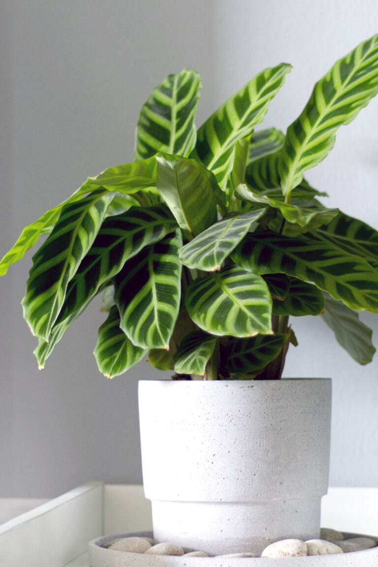 How to Care for Calathea Zebrina Tips & Plant Photos My Little Jungle