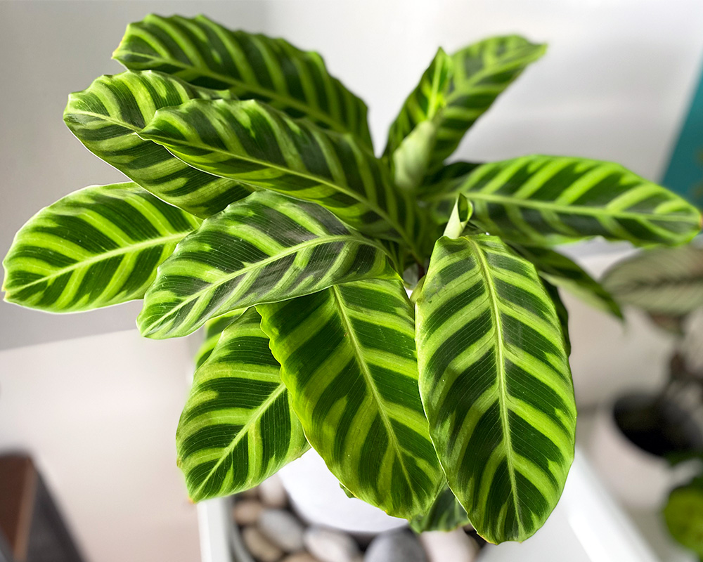 How to Care for Calathea Zebrina   Tips & Plant Photos   My Little ...