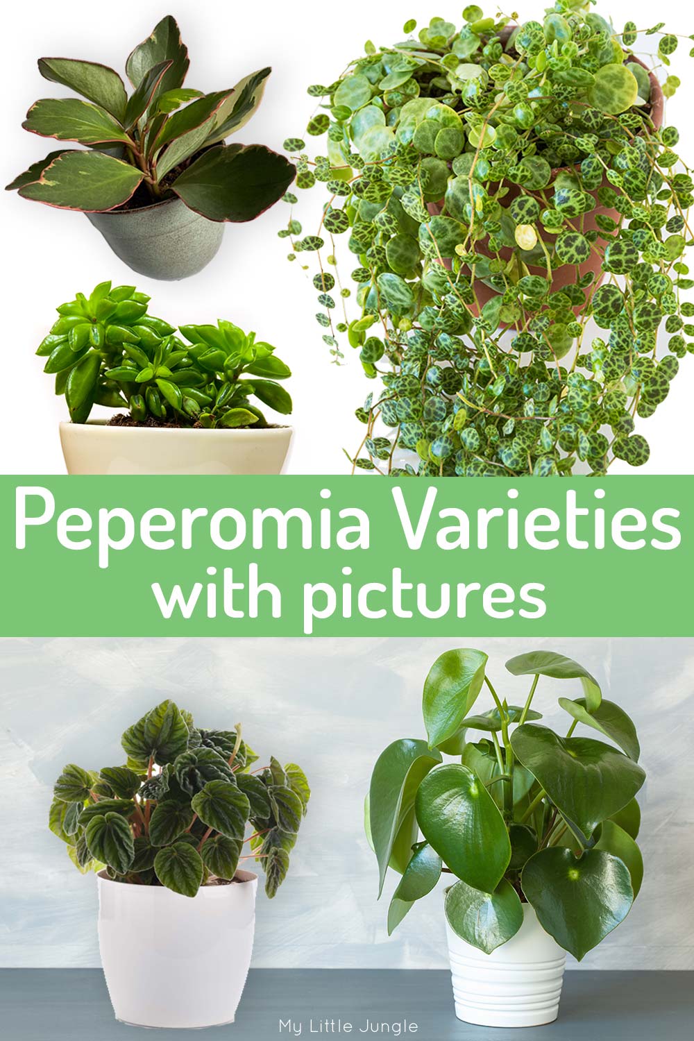 Amazing Peperomia Varieties with Pictures