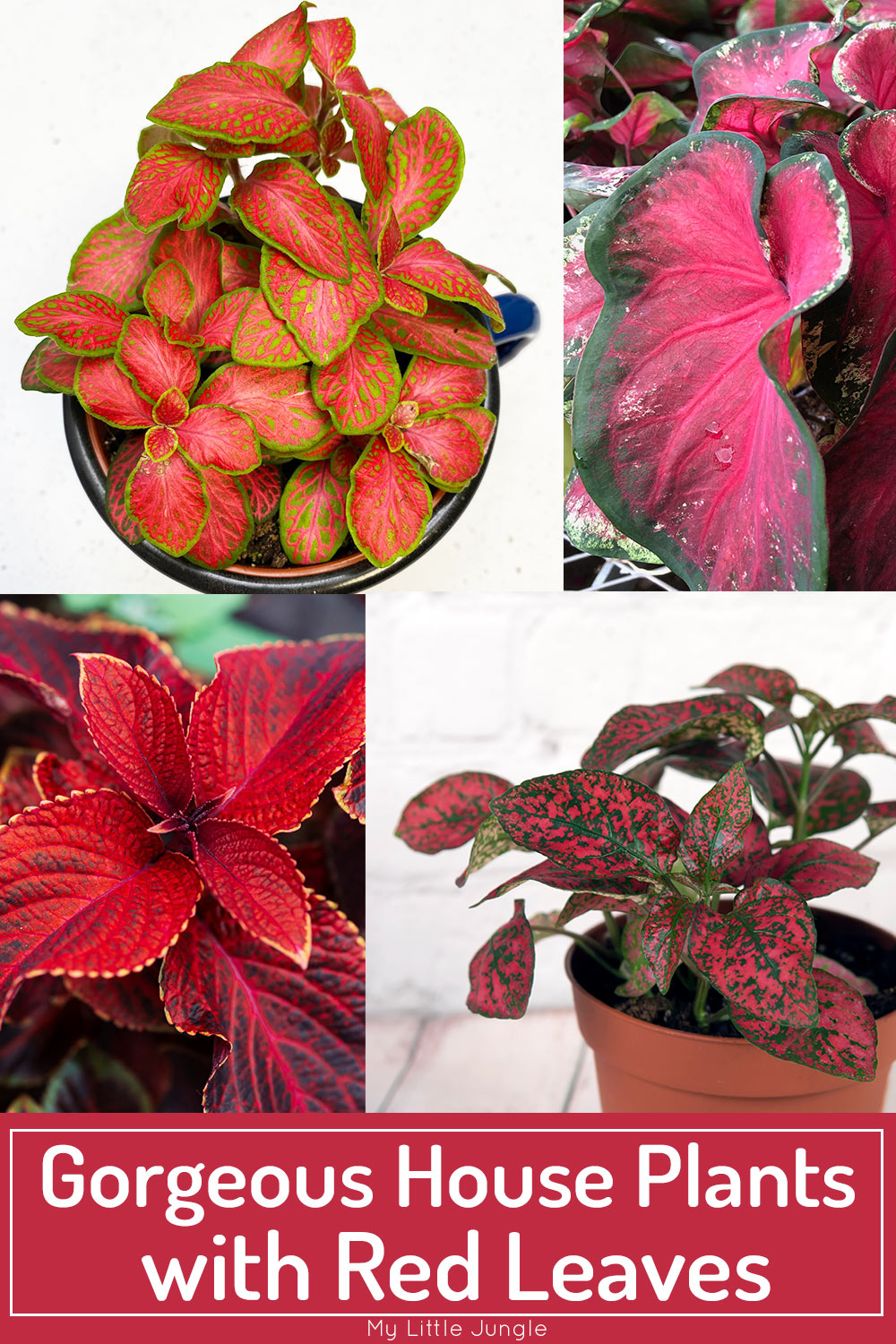 Gorgeous House Plants with Red Leaves