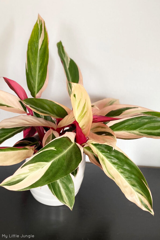 Stromanthe Triostar Care - How to Plant Guide - My Little Jungle