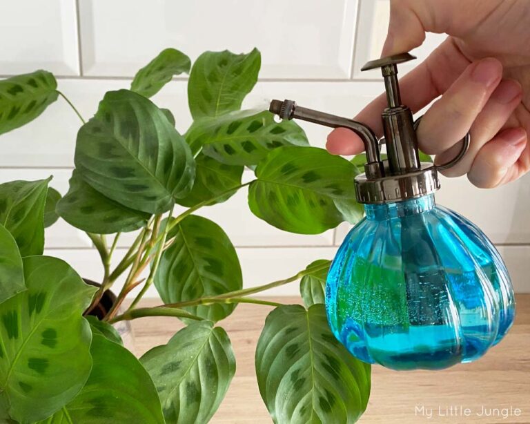 How to Increase Humidity for Houseplants? My Little Jungle
