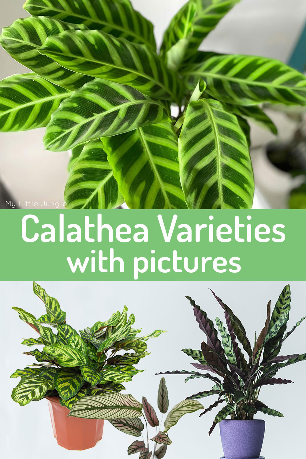 Must Have Types of Calathea Plants with Pictures