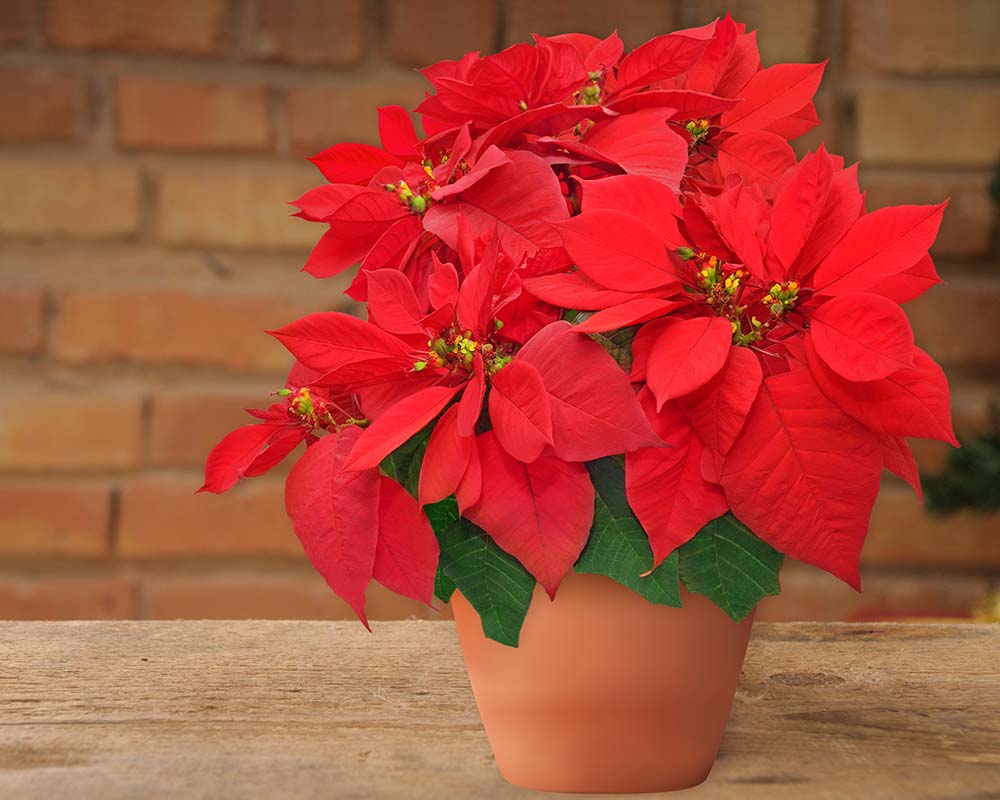 Poinsettias - Popular Plants with red foliage