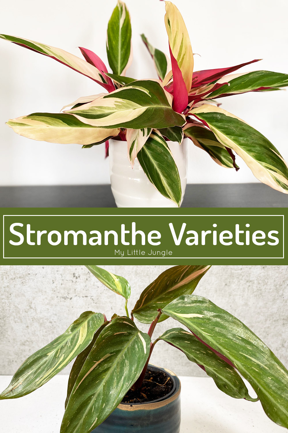 Stromanthe Varieties - Different Types of Stromanthe Plants
