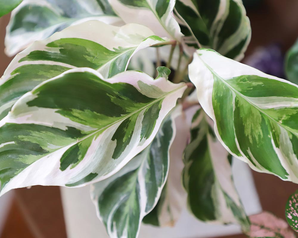There are many calathea plants with variegated leaves 