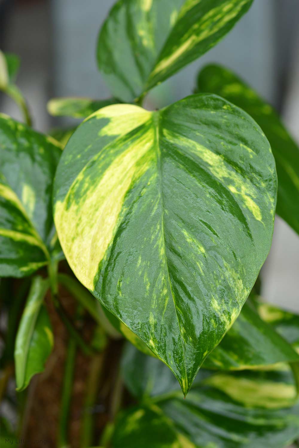 Golden Pothos Leaf - one of the most popular types of pothos