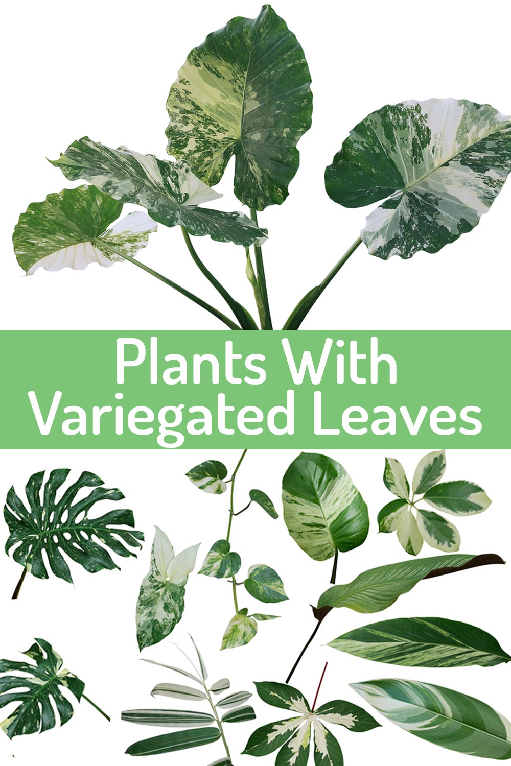 Gorgeous Plants With Variegated Leaves