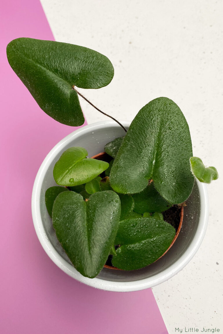 Heart Leaf Fern
