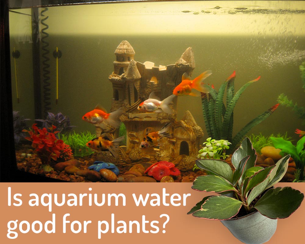 Is Aquarium Water Good for Plants - Watering Plants with Fish Tank Water - My Little Jungle