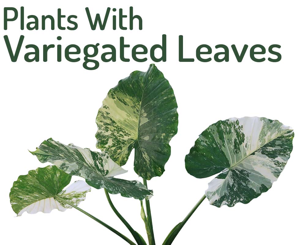 15 plants with variegated leaves - my little jungle
