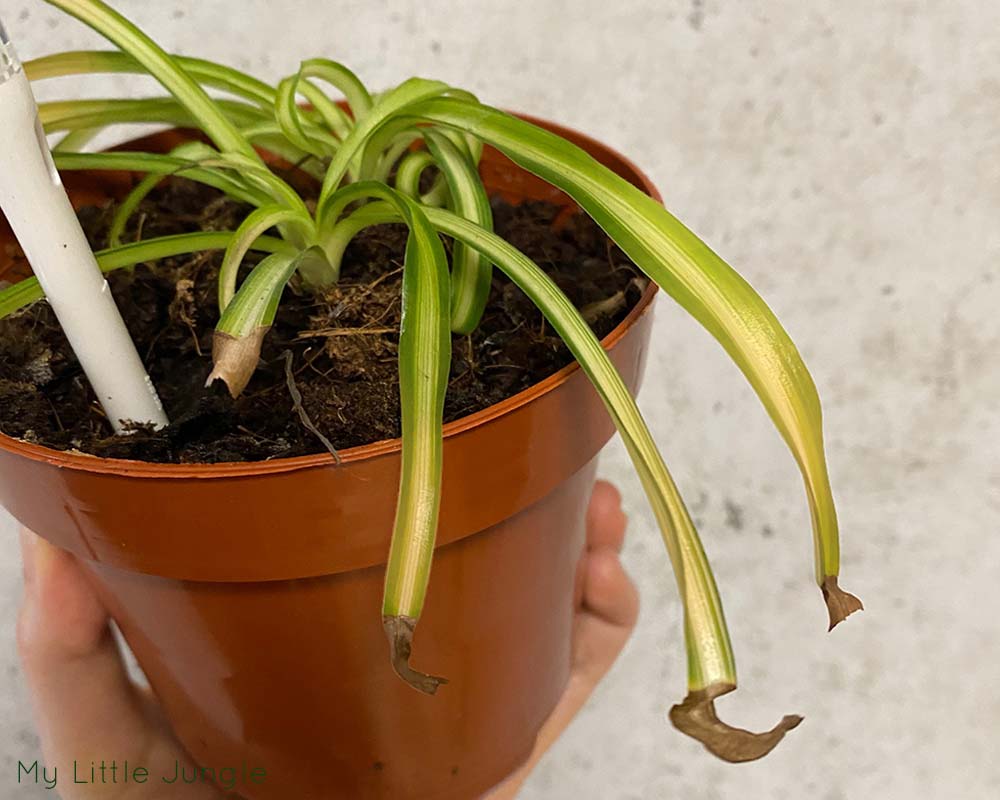 Why is My Spider Plant Dying? 