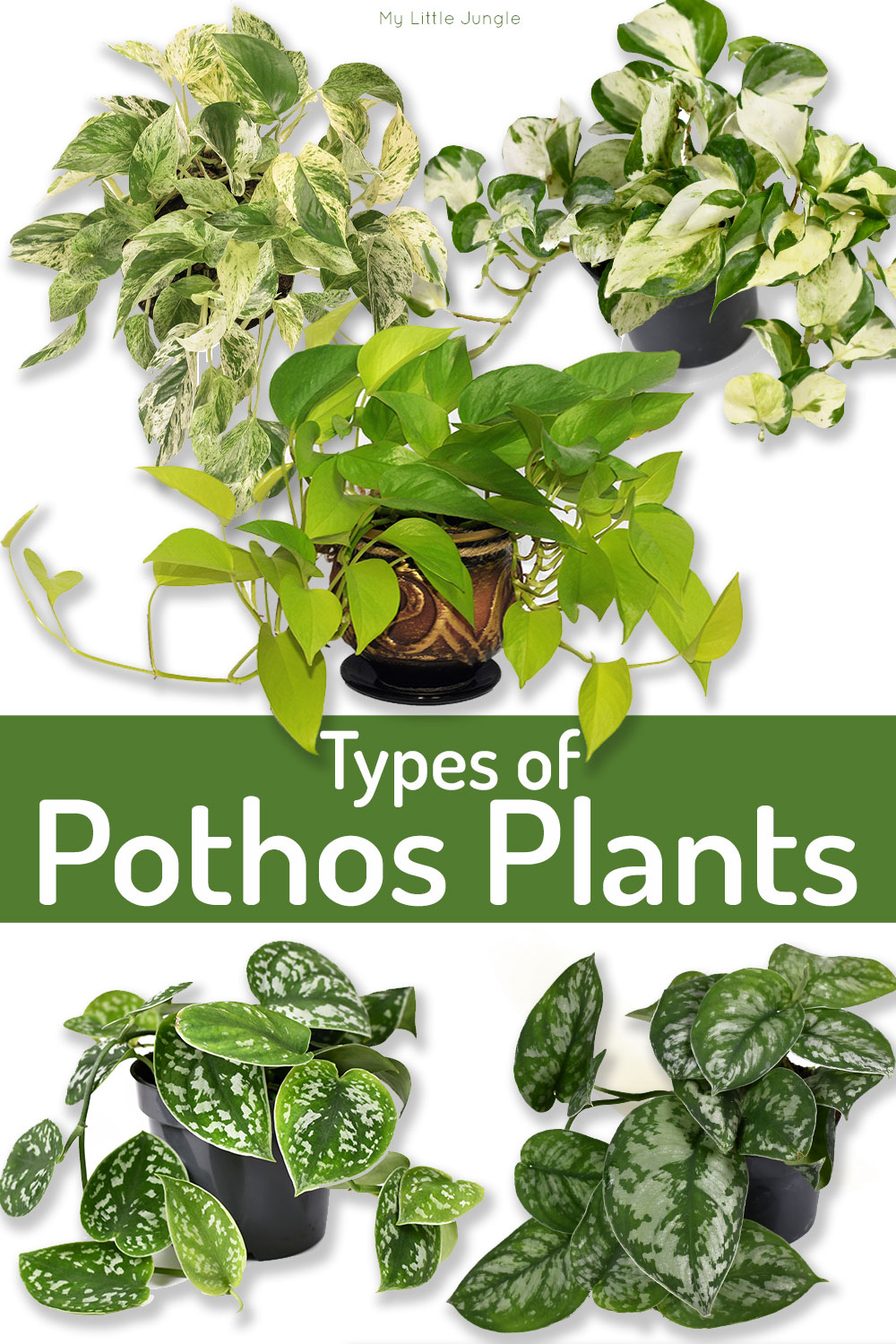 Types of Pothos Plants to Add to Your Collection