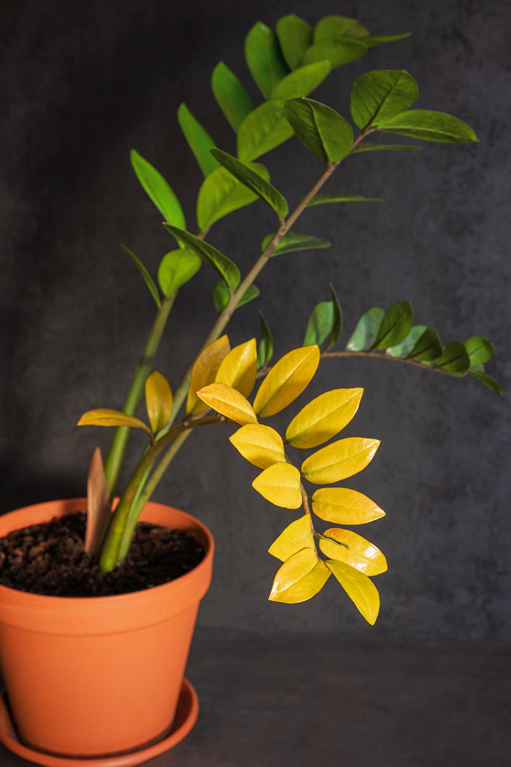 Why Does Your ZZ Plant Have Yellow Leaves?