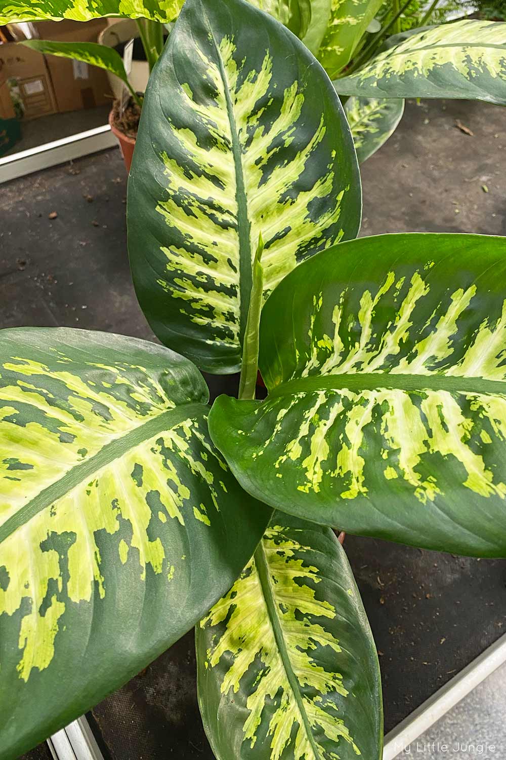 How to Care for Dieffenbachia Plant 