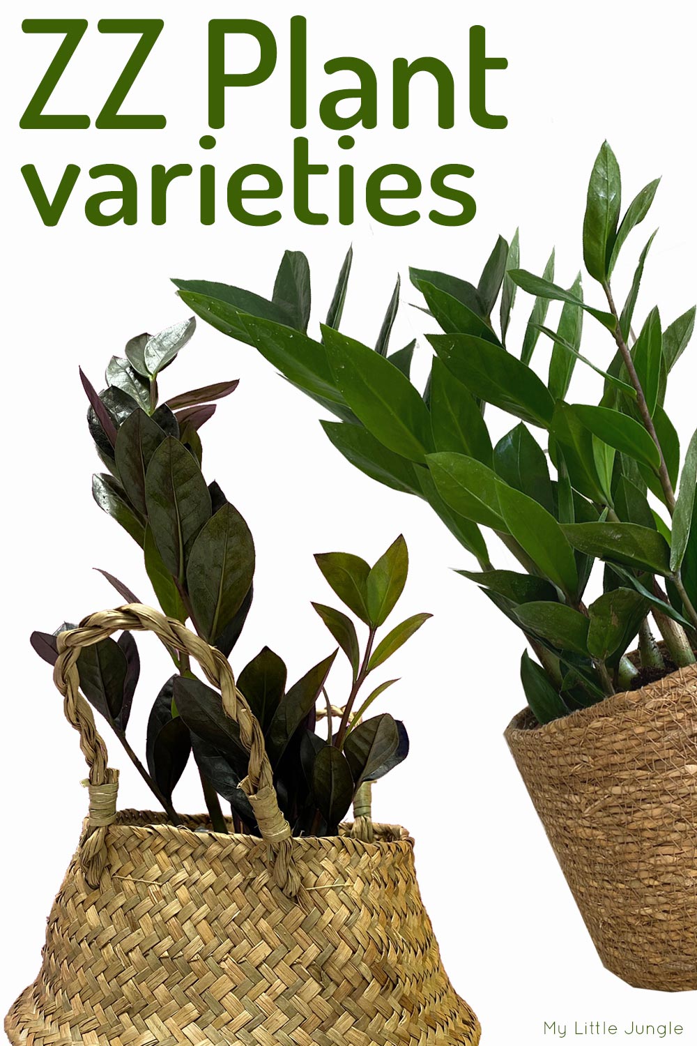 ZZ Plant Varieties with pictures