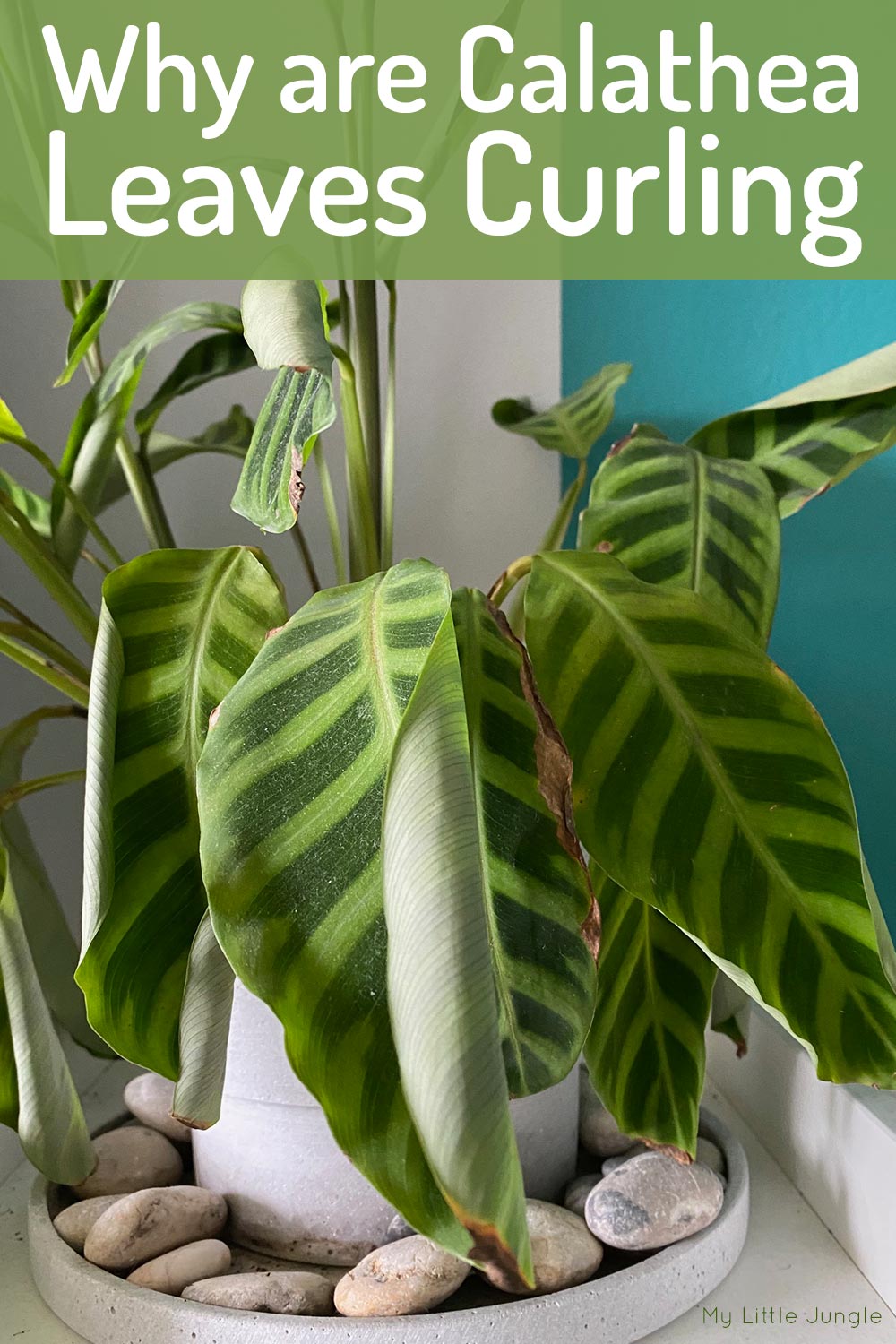 Why are Your Calathea Leaves Curling?