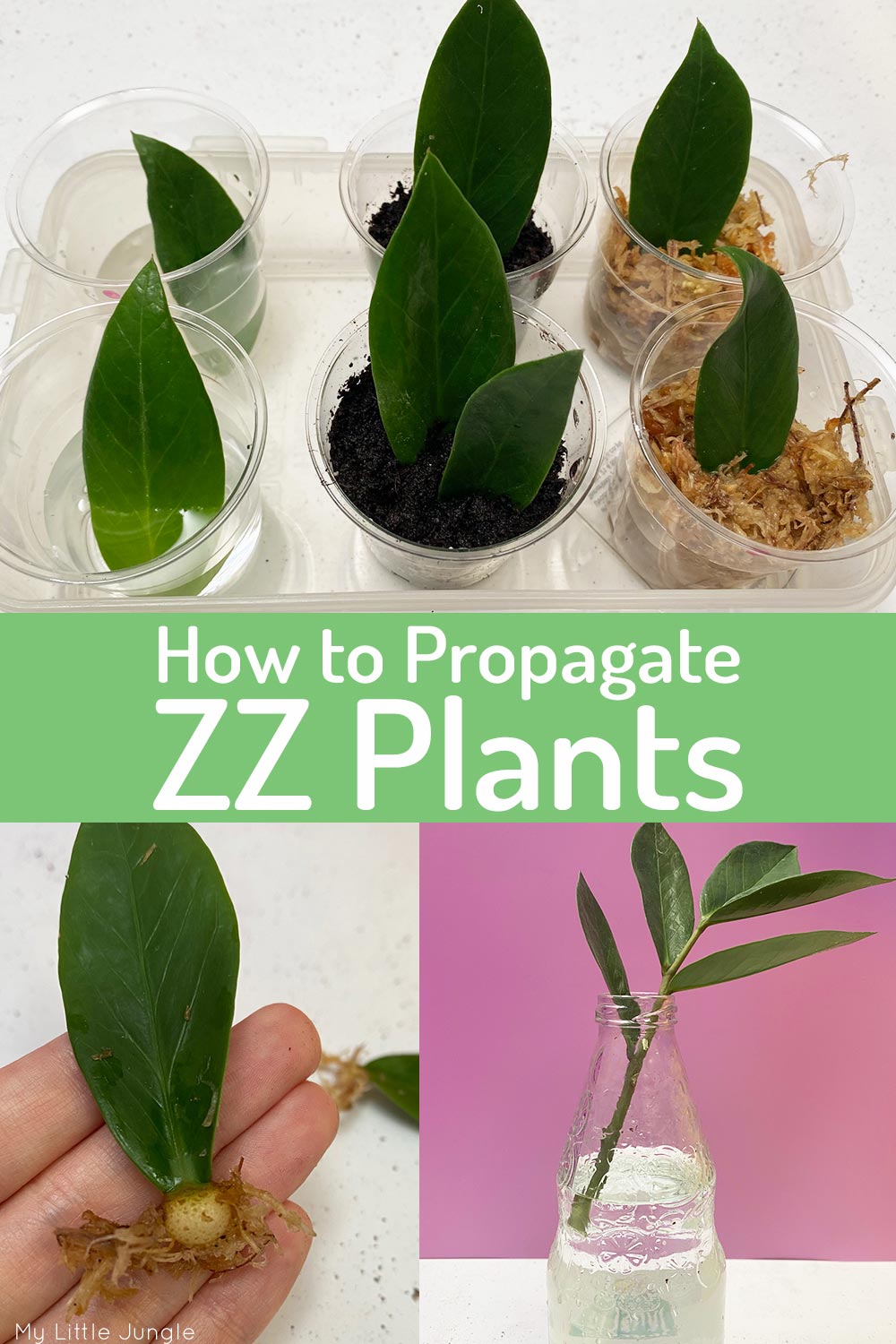 How to Propagate ZZ Plants - Different Methods