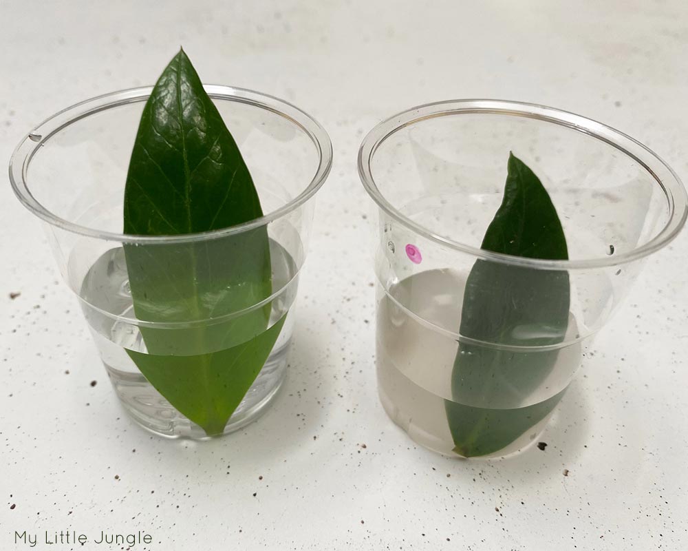 ZZ Plant Leaves Propagated in Water