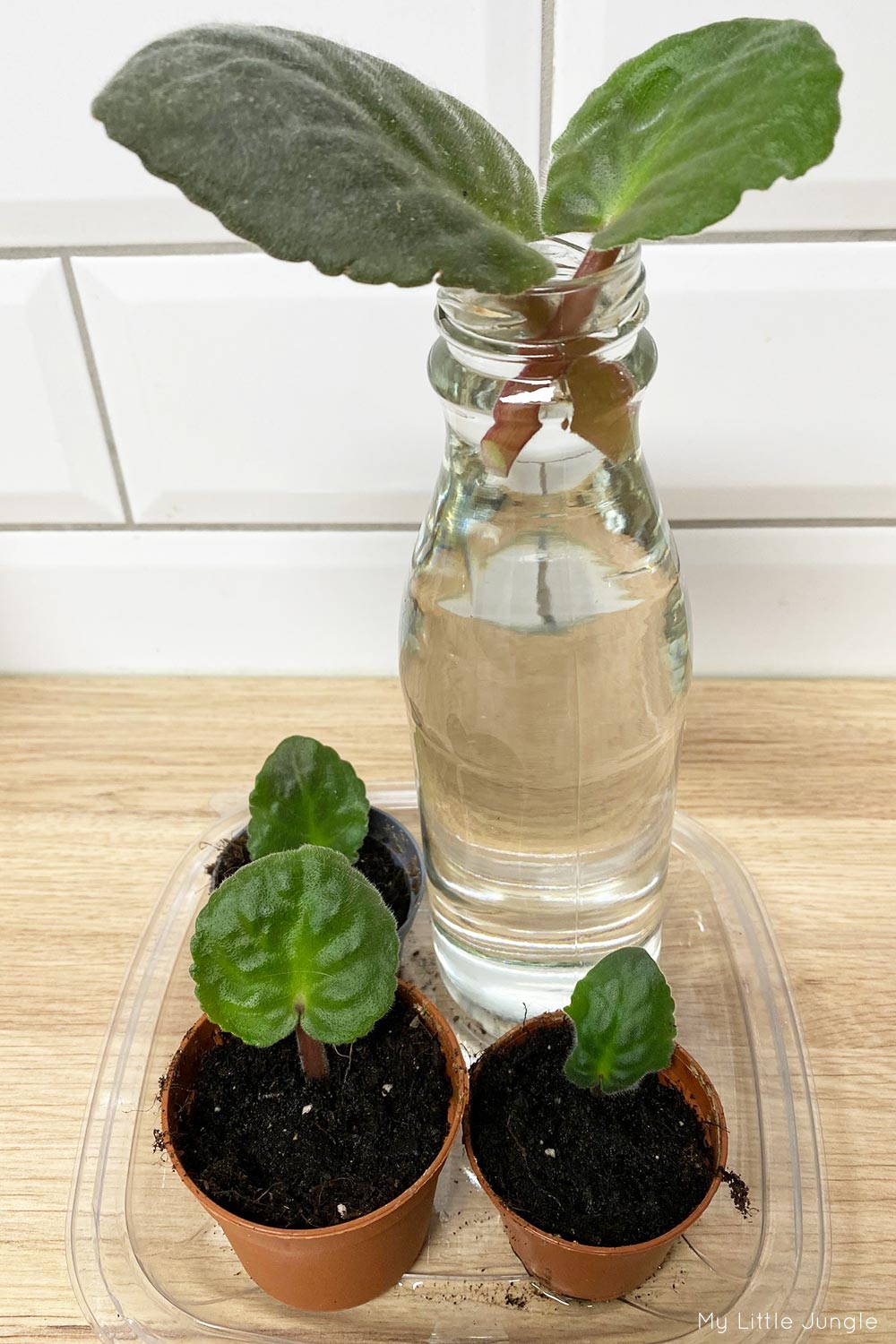 African Violet Propagation from Leaf