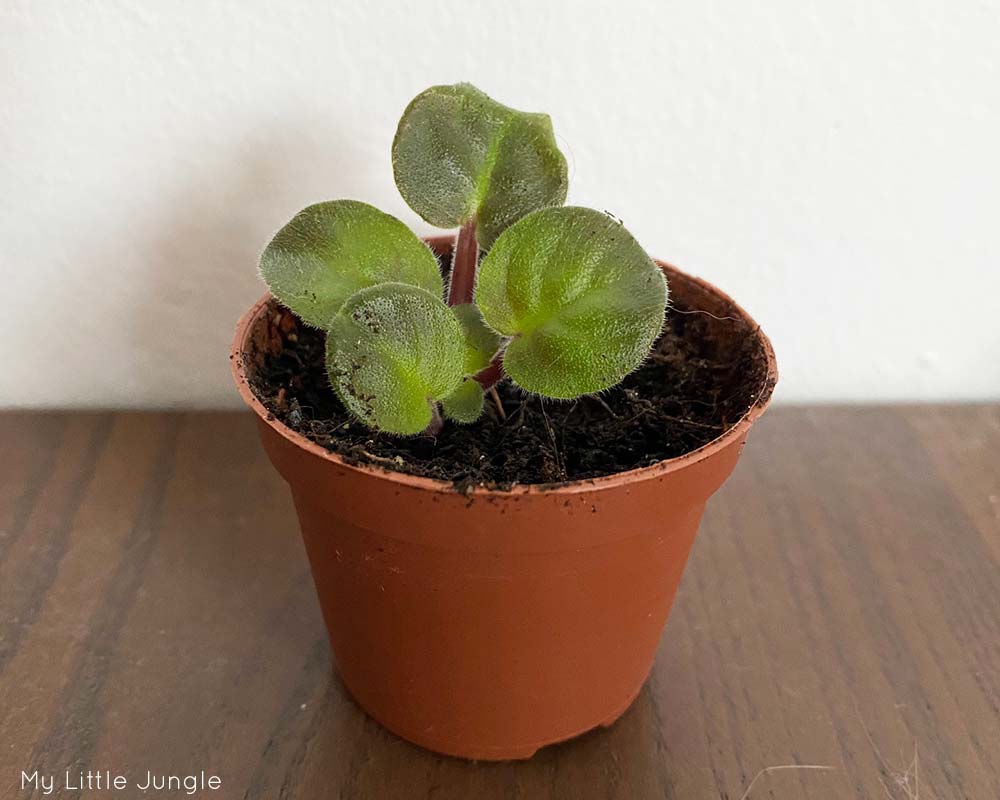 Propagated African Violet