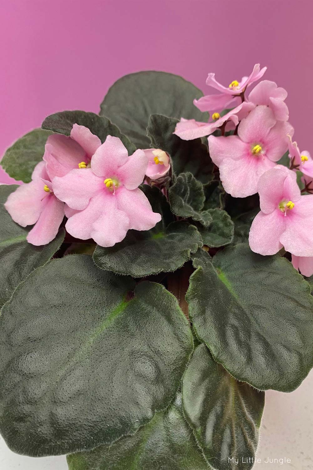 How to get an African violet to bloom
