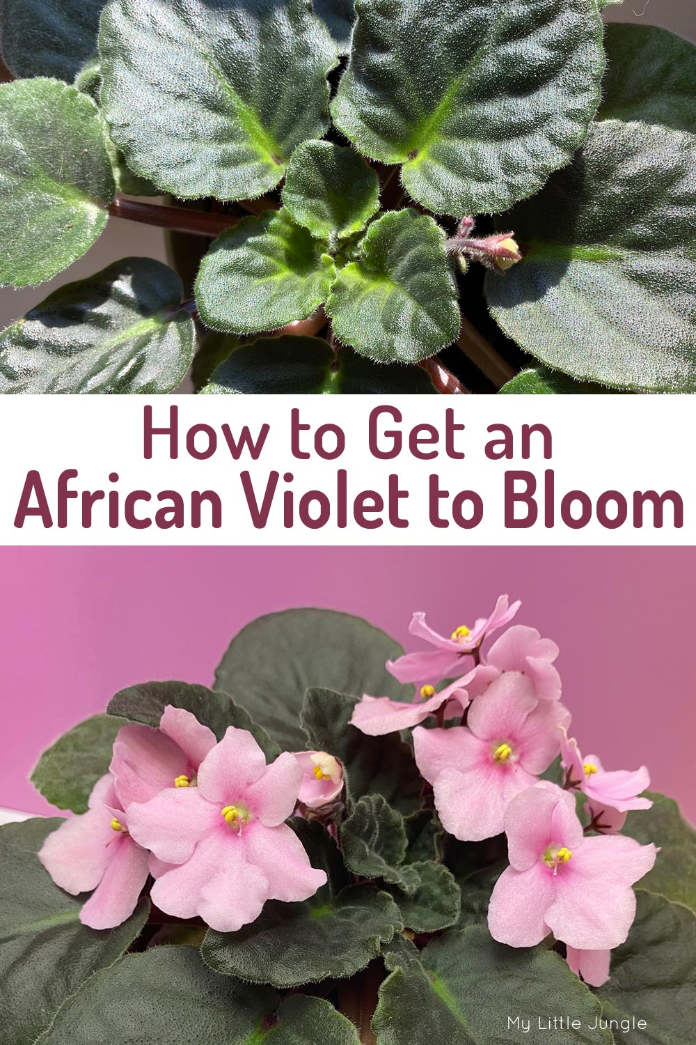 How to Get an African Violet to Bloom