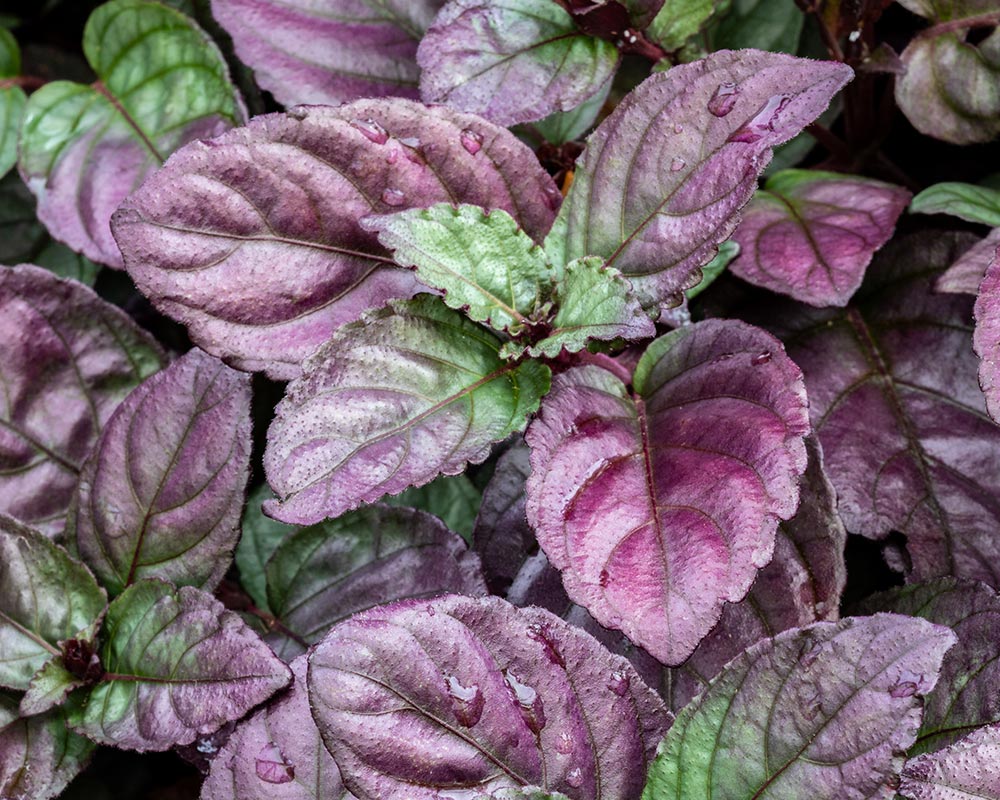 How to Care for Purple Waffle Plant